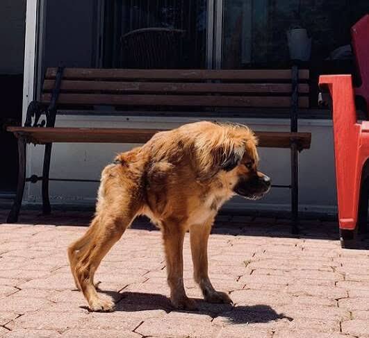 Tilly looking at the camera with compact silhouette